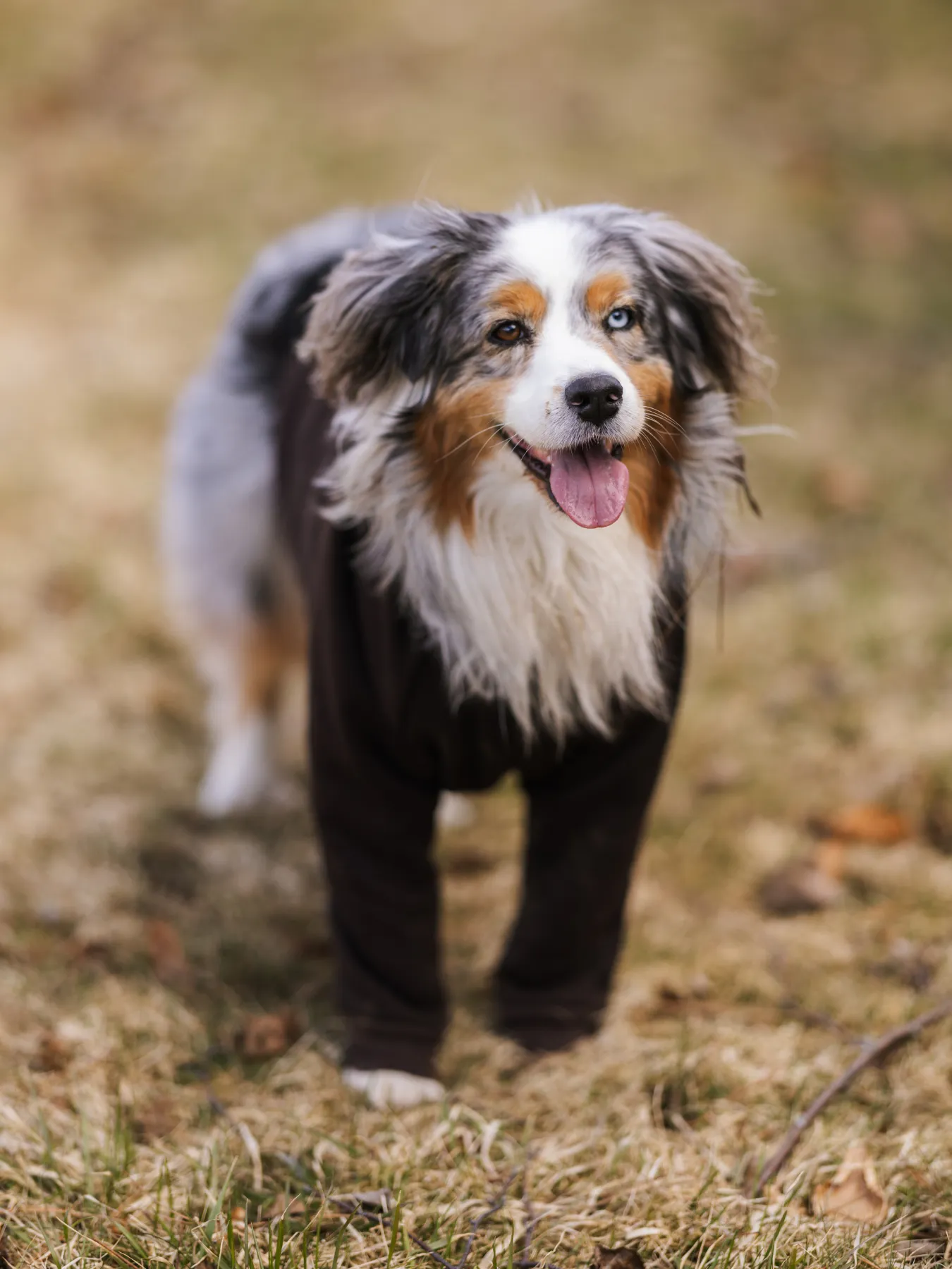 Espresso Dog Hoodie