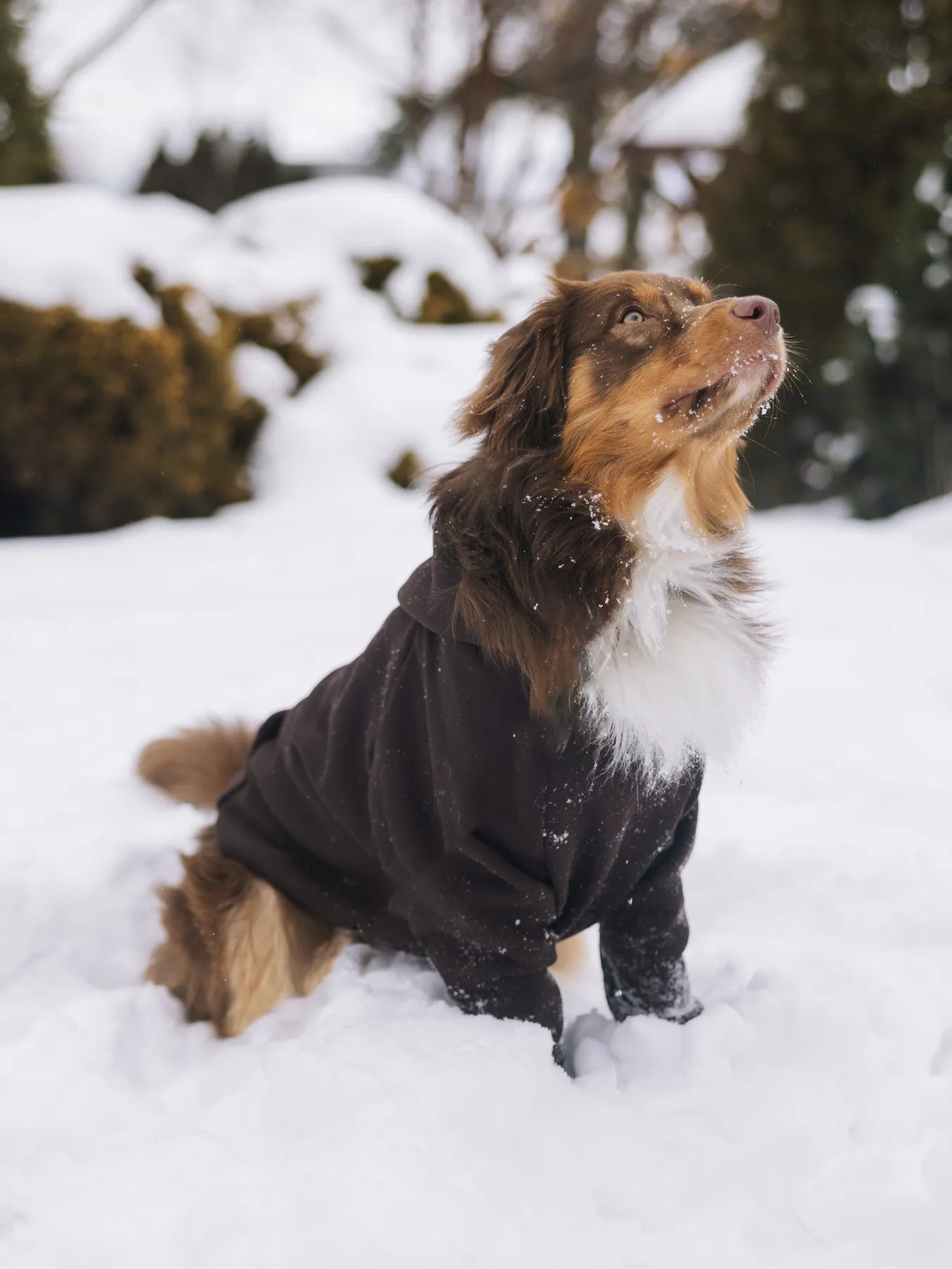 Espresso Dog Hoodie