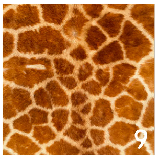 Printed HTV REALISTIC ANIMAL PRINTS Pattern Heat Transfer Vinyl 12 x 12 sheet