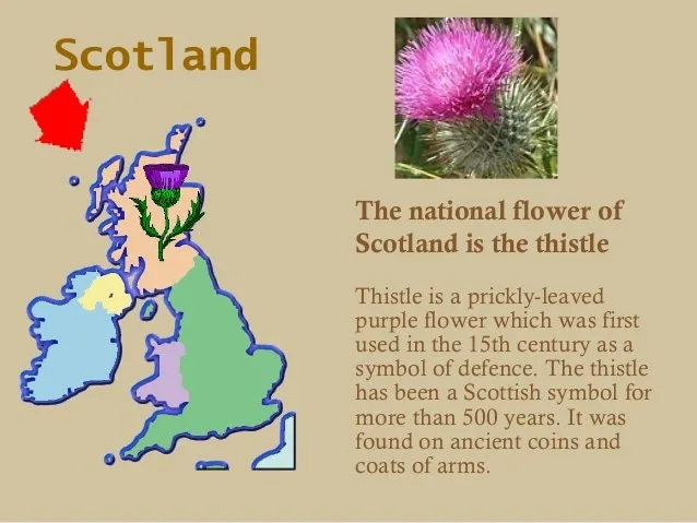Scottish Thistle Pewter Scarf Ring